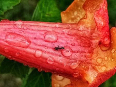 Animal, Ant, Flower, Insect, Invertebrate, Petal, Plant