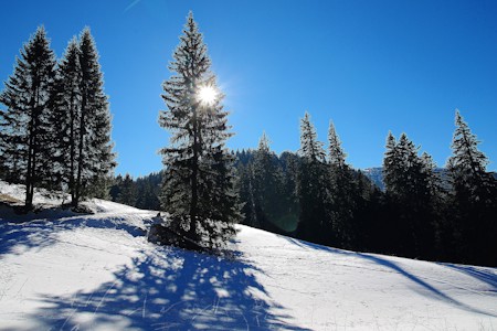 Conifer, Fir, Pine, Plant, Spruce, Tree