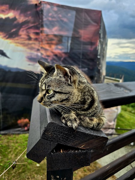 Wander Cat