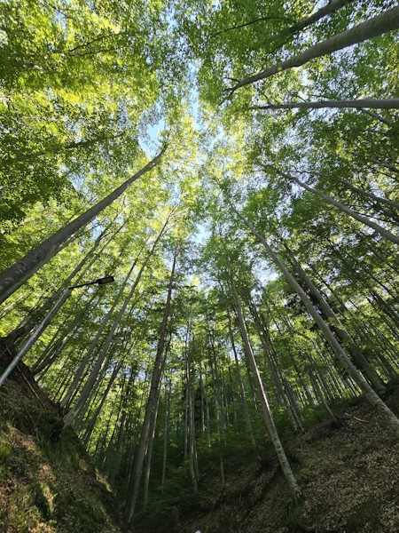 Bamboo