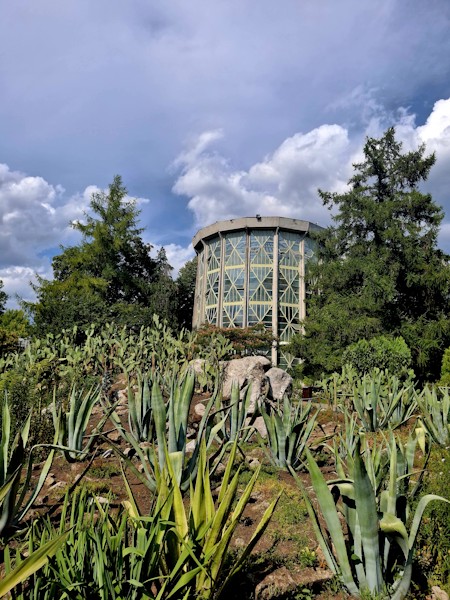 Agavaceae