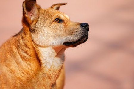 Side profile of a dog