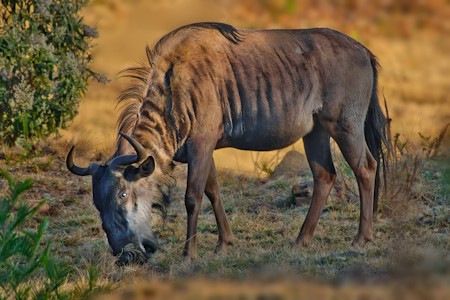 lone wild animal grazing