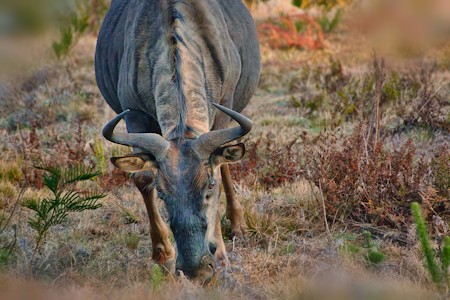 animal grazing