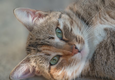 Abyssinian, Animal, Cat, Domestic cat, Eyes, Feline, Mammal, Manx, Pet, Photography