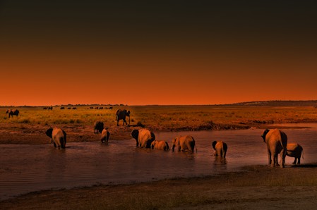 African elephants, Elephants, Golden hour, Landscape, Mammals, Nature, Nature photography, No people, Photography, Safari, Water