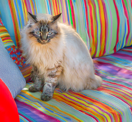 Animal, Animal photography, Cat, Domestic animal, Feline, Mammal, Pet, Pet photo, Pet photography, Photography