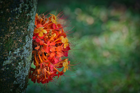 Ashoka Flower, Colorful, Flowers, Macro, Nature, Nature Photography, Photography, Plant, Tree trunk