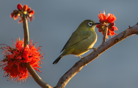 Bird, Branch, Colorful, Flowers, Nature, Photography, Wildlife, Wildlife photography
