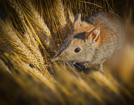 Animal