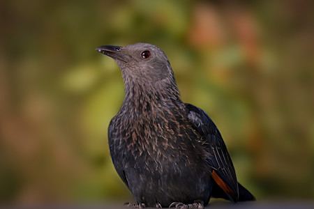Animal