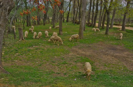 Animals