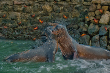 Animals, Crustaceans, Galapagos sea lions, Photography, Sea lions, Travel, Travels, Water