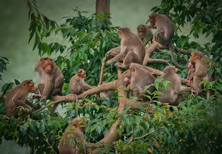 A Large troop of monkeys on a tree