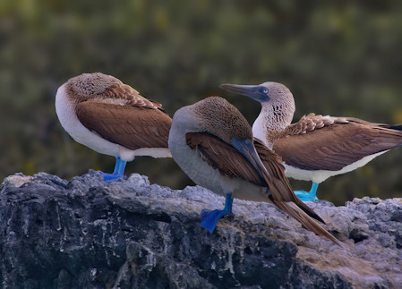 Birds