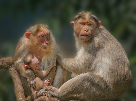 A family of macaques on a tree with a very young one being held