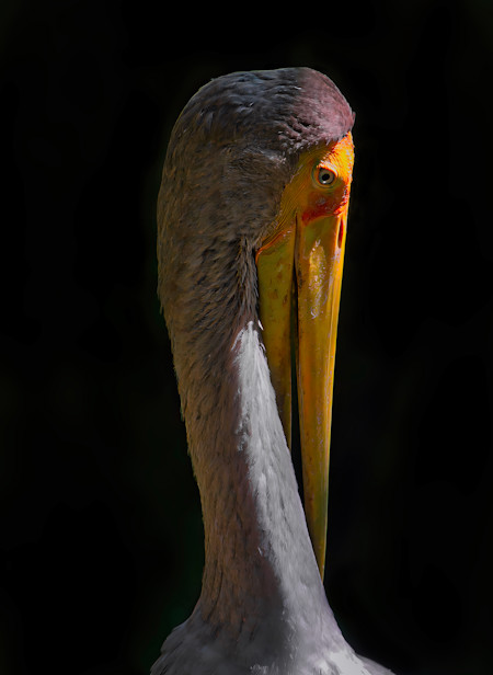 Profile of a bird against a black background