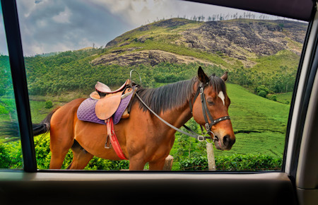 Horse on the roadside with scenic tea plantation in the background