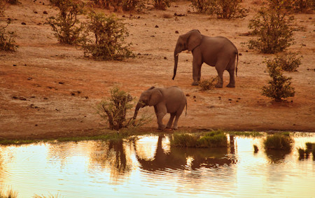 Animals