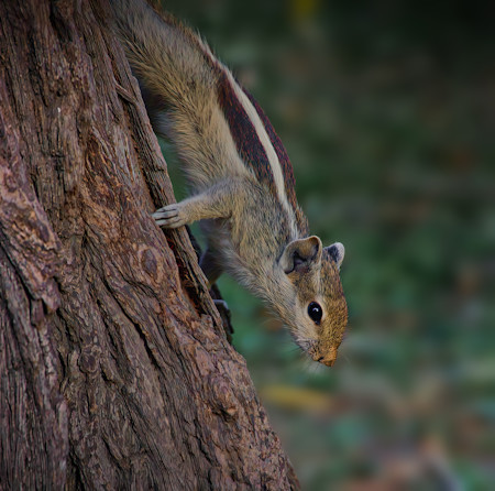 A tiny squirrel on a tree trunk