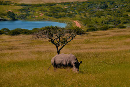 Animal