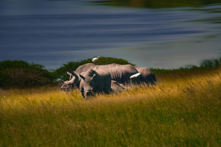 A group of rhinoceros grazing peacefully