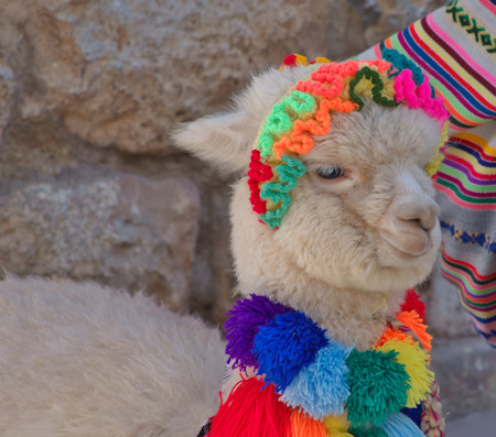 Alpaca