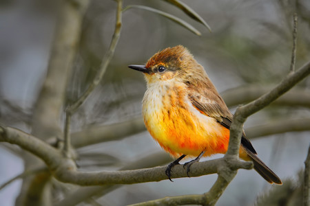 Bird