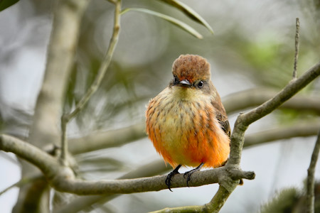 Bird