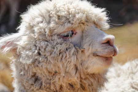 Close up of a cute baby alpaca