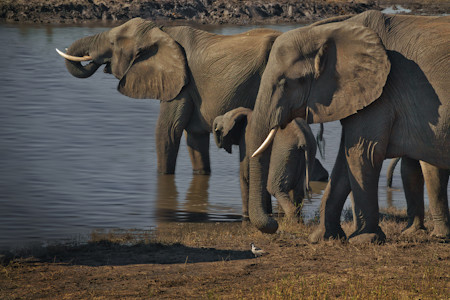 Animals