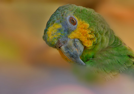 A beautiful bird gazing curiously