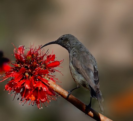 Animal, Beak, Beautiful, Bird, Blackbird, Flower, Nature, Photography, Plant, Pollen, Scenic, Shrub, Sunbird, Tree