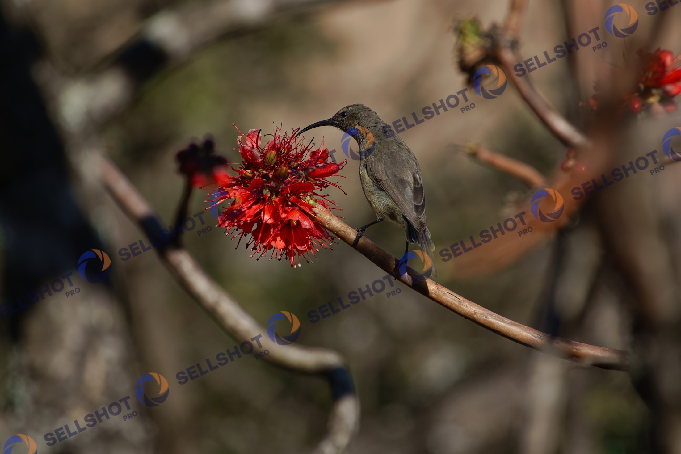 Sunbird on a red flowering tree