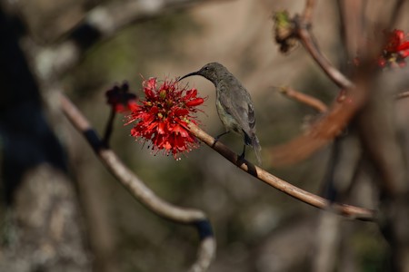 Animal, Beautiful, Bird, Blackbird, Finch, Flower, Hummingbird, Nature, Photography, Plant, Scenic, Shrub, Sunbird, Tree