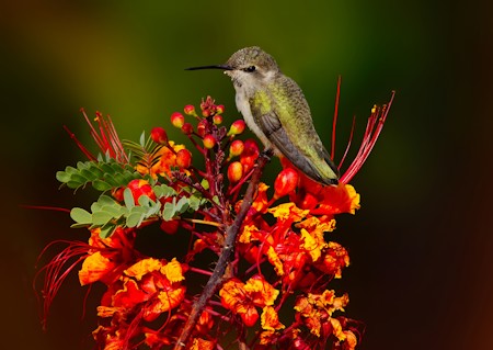 Animal, Animals, Beautiful, Berries, Bird, Flower, Hummingbird, Nature, Photography, Plant, Pollen, Wild, Wildlife