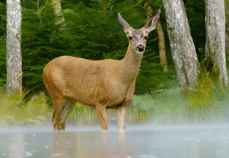 Animal