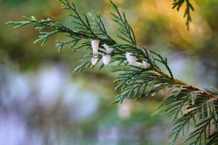 Branch, Nature, Photography, Tree