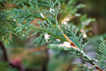 Branch