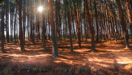 Beautiful, Landscape, Landscapes, Light, Nature, Photography, Scenery, Scenic, Tree trunks, Trees