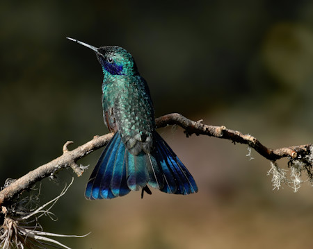 Animal, Animals, Beautiful, Bird, Branch, Nature, Photography, Wild animal, Wildlife