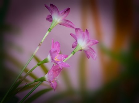 Beautiful, Delicate, Flower, Flowers, Nature, Photography, Wildlife