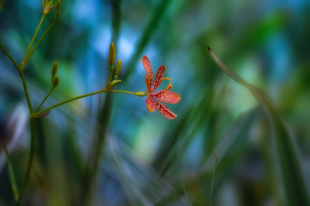 Single Blackberry Lilly also known as Leopard flower