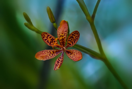 Single Blackberry Lilly also known as Leopard flower 1