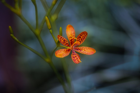 Single Blackberry Lilly also known as Leopard flower in a garden