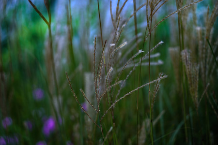 Bluestem grass in a garden