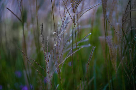 Tall bluestem grass in a garden