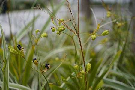Blackberry lily