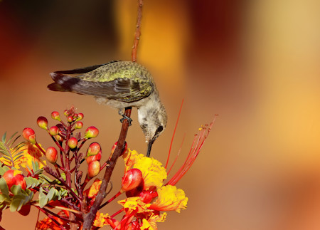 close up of a hummingbird on a flower