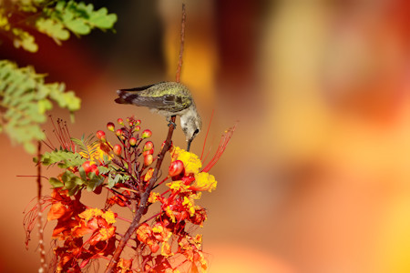 A hummingbird on a flower
